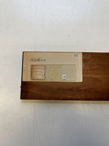 Media type: image;   Invertebrate Zoology HOL-872 Description: Photograph of microscope slide and handwritten label.;  Aspect: slide